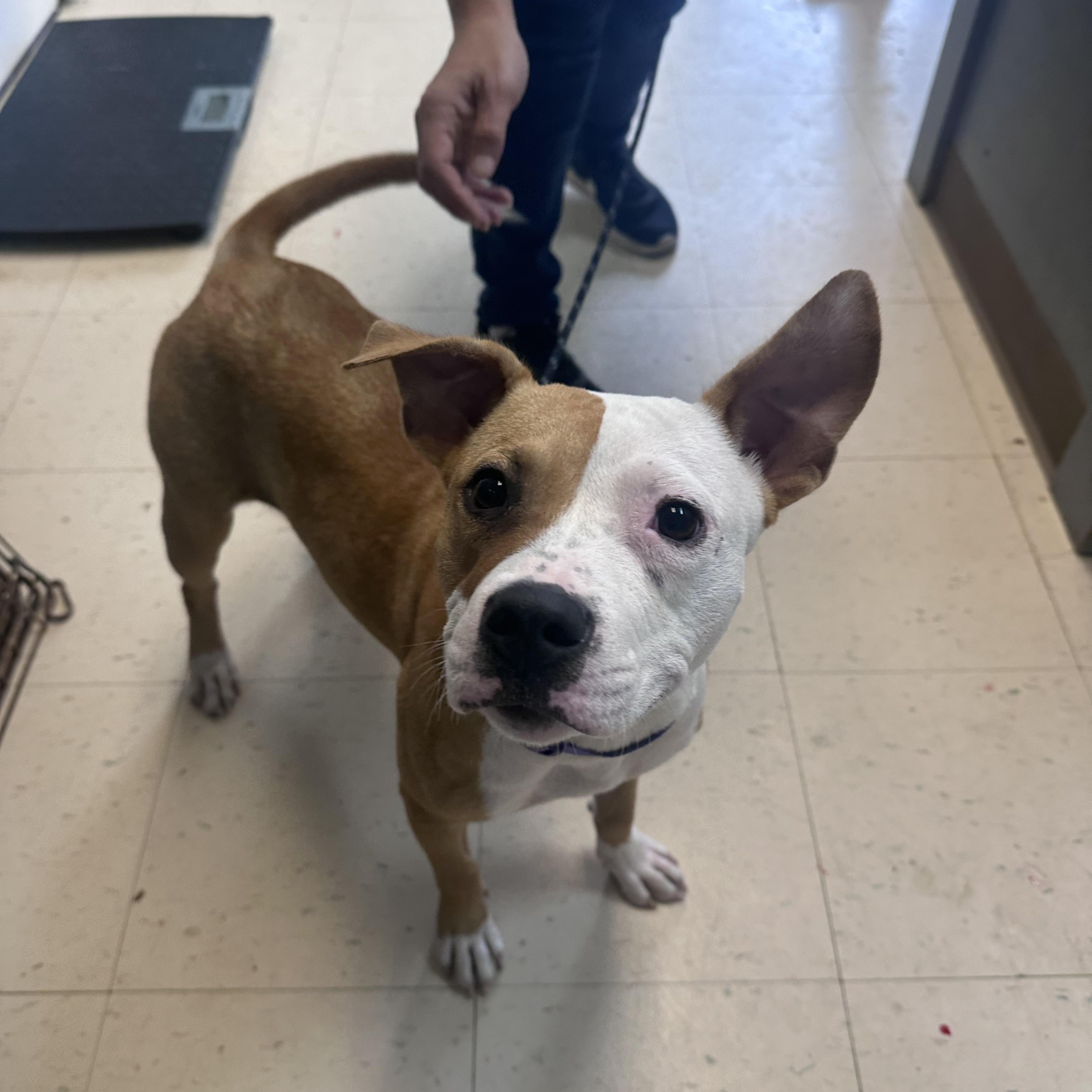 Grace, a Adoptable mixed breed in Dyersburg, TN image 4/4