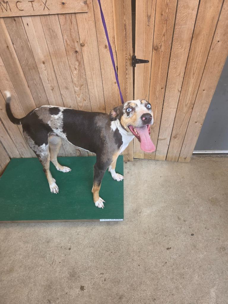 Coco, Adoptable, Young Female Catahoula Leopard Dog & Mixed Breed.