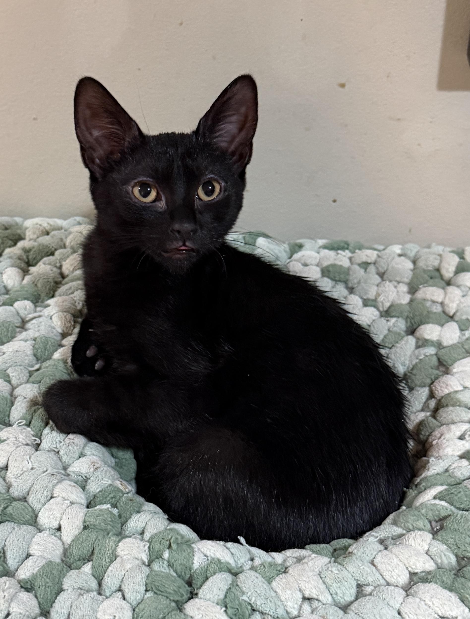Enlarge Bean, a Adoptable Domestic Short Hair in East Hanover, NJ image 2/3