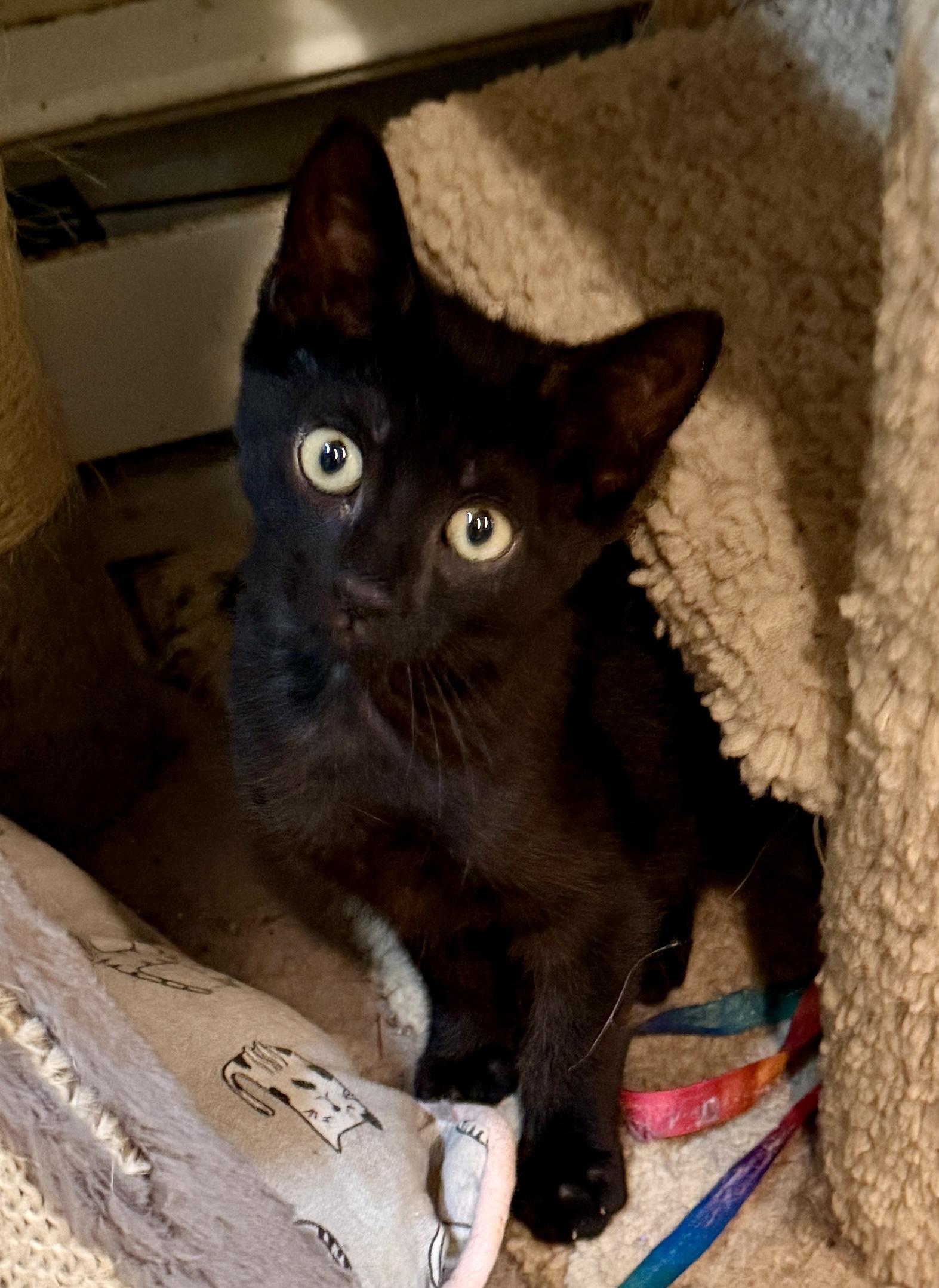Bean, Adoptable, Kitten Female Domestic Short Hair.