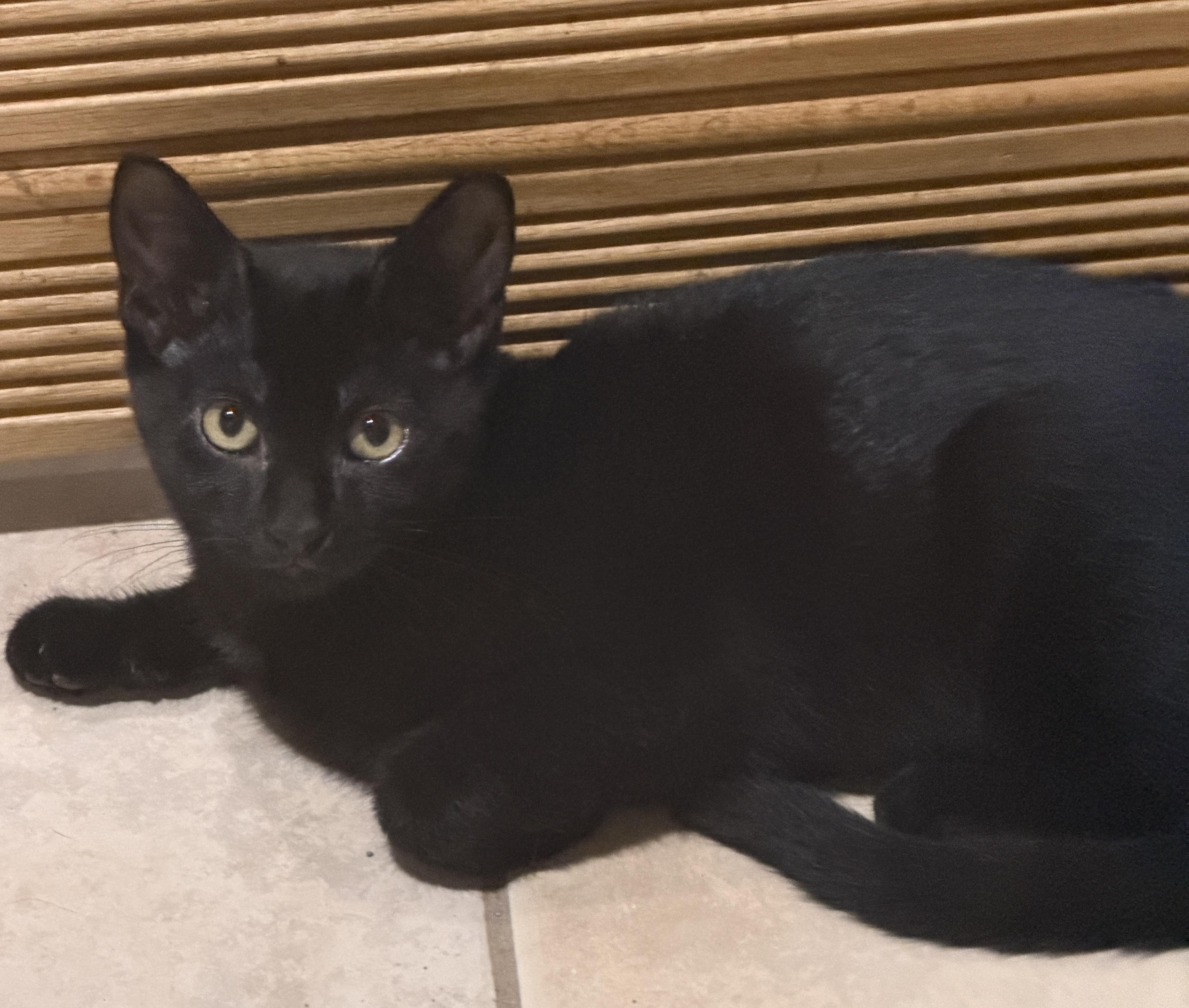 Bean, Adoptable, Kitten Female Domestic Short Hair.