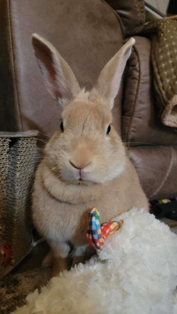 Clover, Adopted, Young Female Bunny Rabbit.