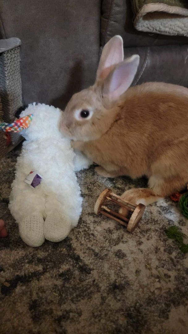 Clover, a Adopted mixed breed in Cookeville, TN image 2/4