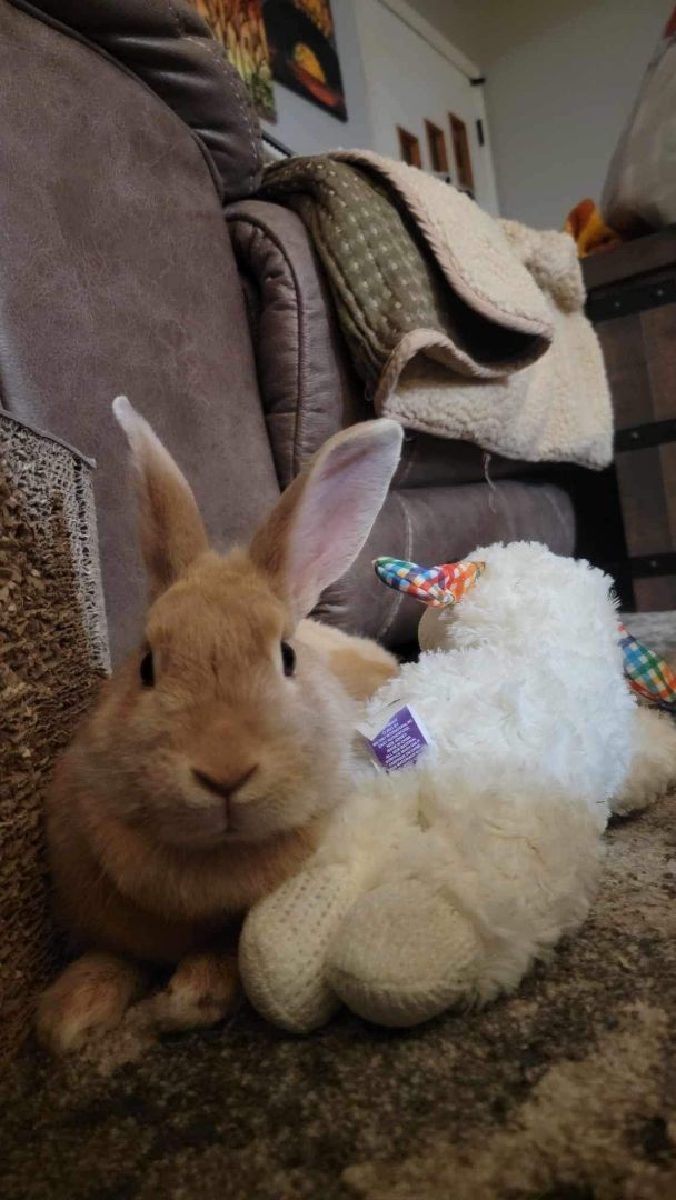 Clover, a Adopted mixed breed in Cookeville, TN image 4/4