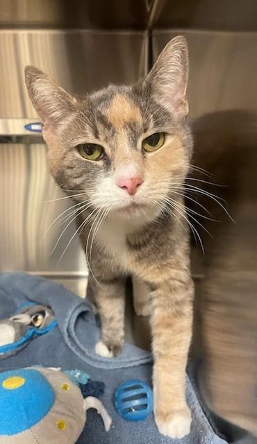 Enlarge Precious, a ADOPTABLE Domestic Short Hair in Prudenville, MI image 1/1