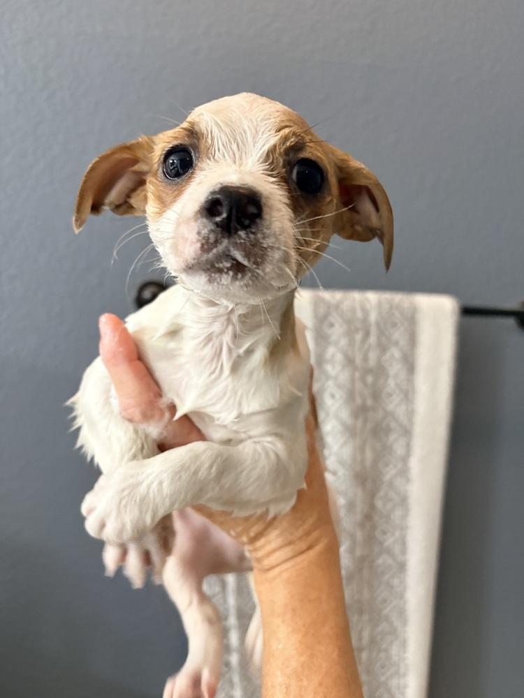 Enlarge Kris, a Adoptable mixed breed in Frisco, TX image 1/3