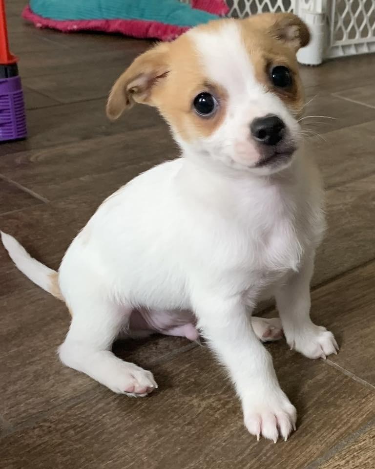 Enlarge Kris, a Adoptable mixed breed in Frisco, TX image 2/3