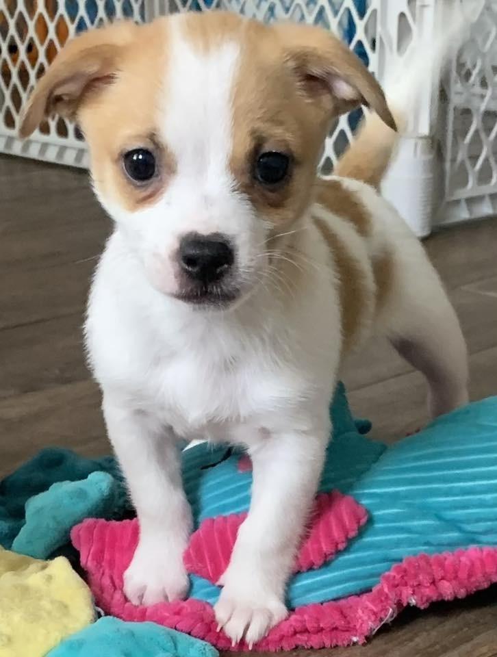 Enlarge Kris, a Adoptable mixed breed in Frisco, TX image 3/3