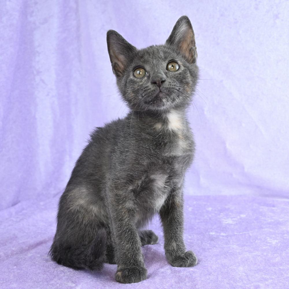 Enlarge Cuching, a Adoptable Domestic Short Hair in Mobile, AL image 1/6