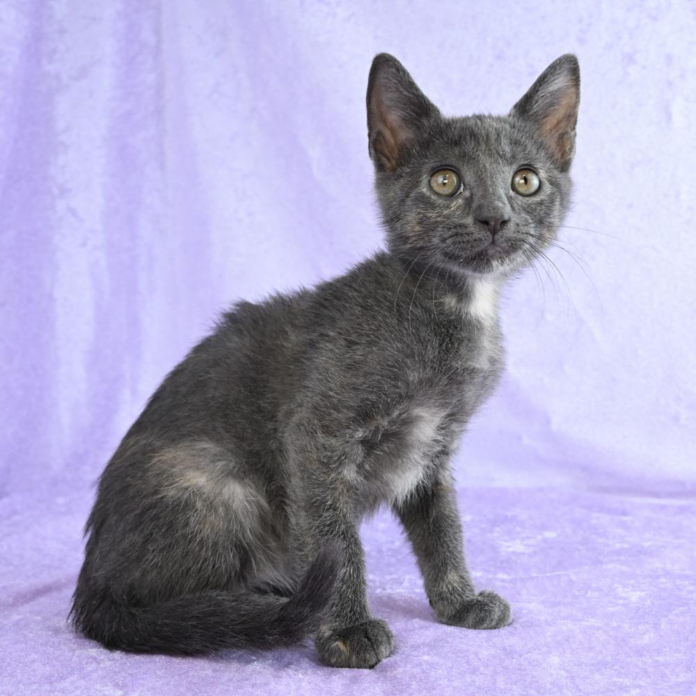 Enlarge Cuching, a Adoptable Domestic Short Hair in Mobile, AL image 2/6