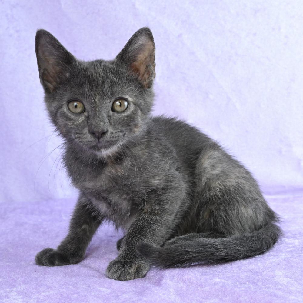 Enlarge Cuching, a Adoptable Domestic Short Hair in Mobile, AL image 3/6