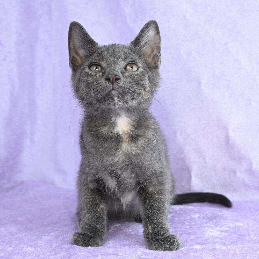 Enlarge Cuching, a Adoptable Domestic Short Hair in Mobile, AL image 4/6