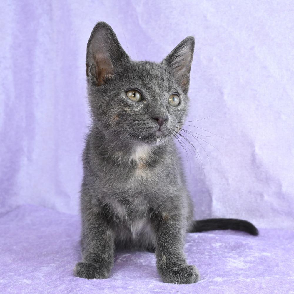 Enlarge Cuching, a Adoptable Domestic Short Hair in Mobile, AL image 5/6
