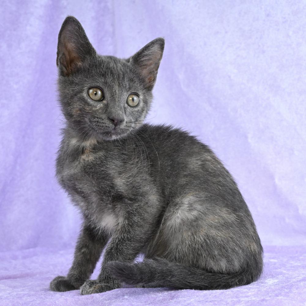 Enlarge Cuching, a Adoptable Domestic Short Hair in Mobile, AL image 6/6
