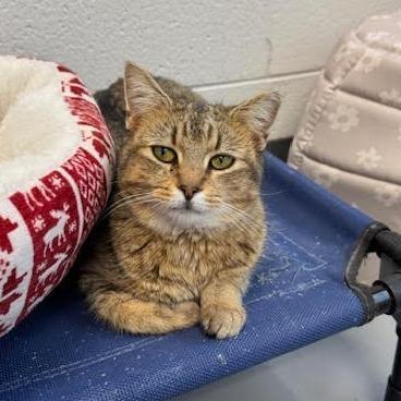 Dottie, Adoptable, Adult Female Domestic Short Hair.