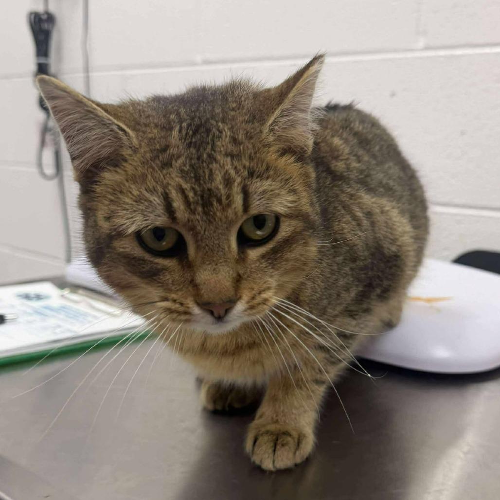 Dottie, a Adoptable Domestic Short Hair in Rocky Mount, VA image 2/2