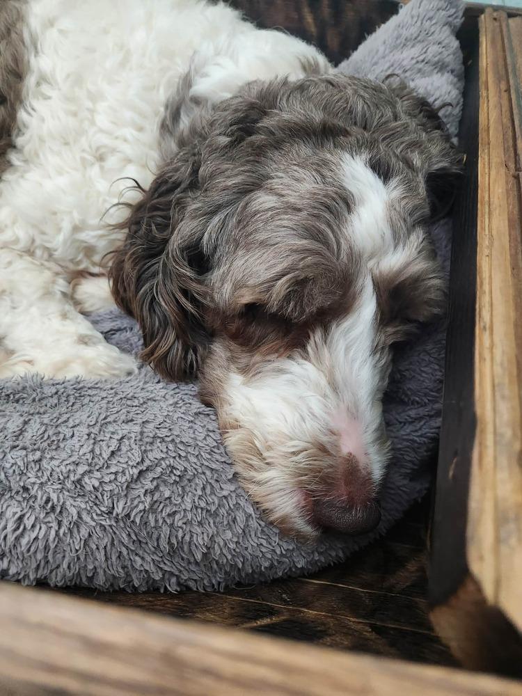 Emma Jean, Adoptable, Adult Female Poodle.