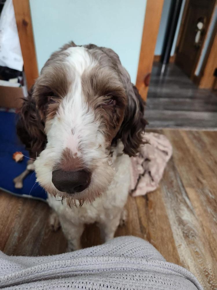 Enlarge Emma Jean, a Adoptable mixed breed in Springdale, PA image 2/6