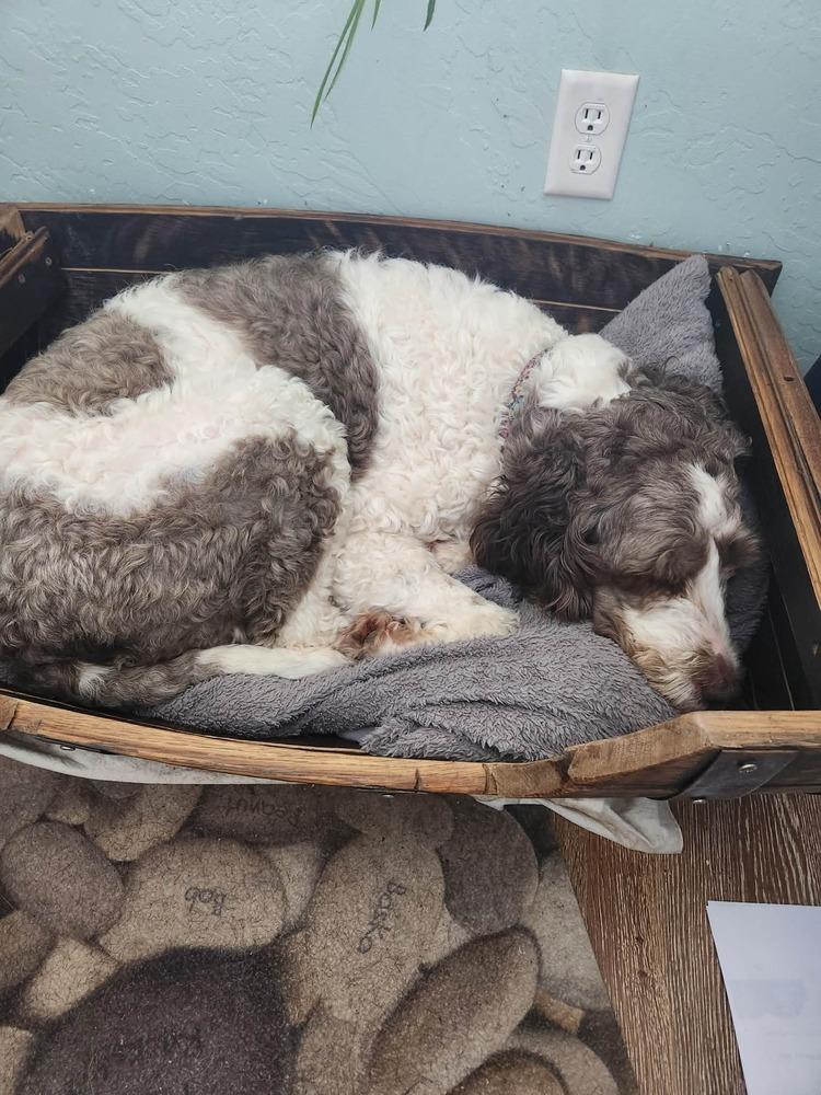 Enlarge Emma Jean, a Adoptable mixed breed in Springdale, PA image 3/6