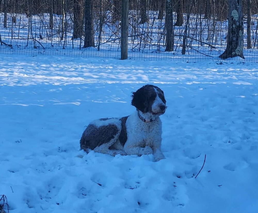 Enlarge Emma Jean, a Adoptable mixed breed in Springdale, PA image 5/6