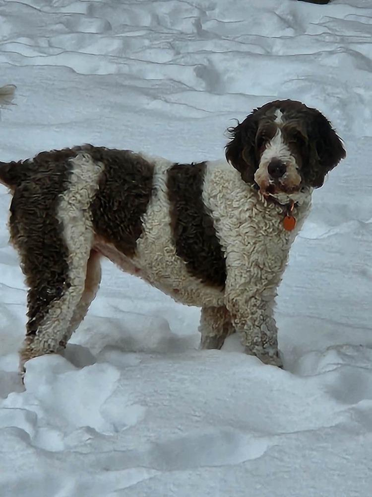 Enlarge Emma Jean, a Adoptable mixed breed in Springdale, PA image 6/6