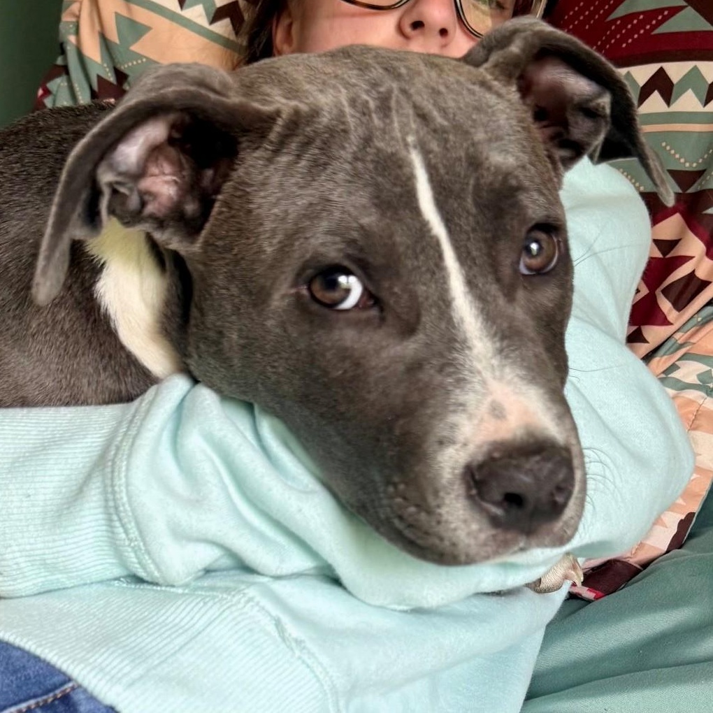 Enlarge Willow, an adopted mixed breed in Columbia, SC image 2/2
