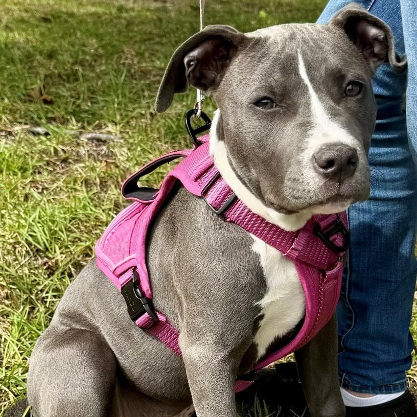 Enlarge Willow, an adopted mixed breed in Columbia, SC image 1/2