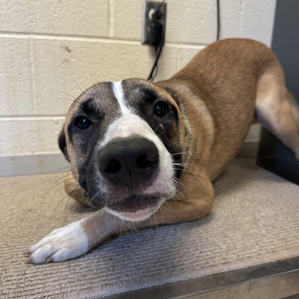 Hooks, Adoptable, Young Male Mixed Breed.