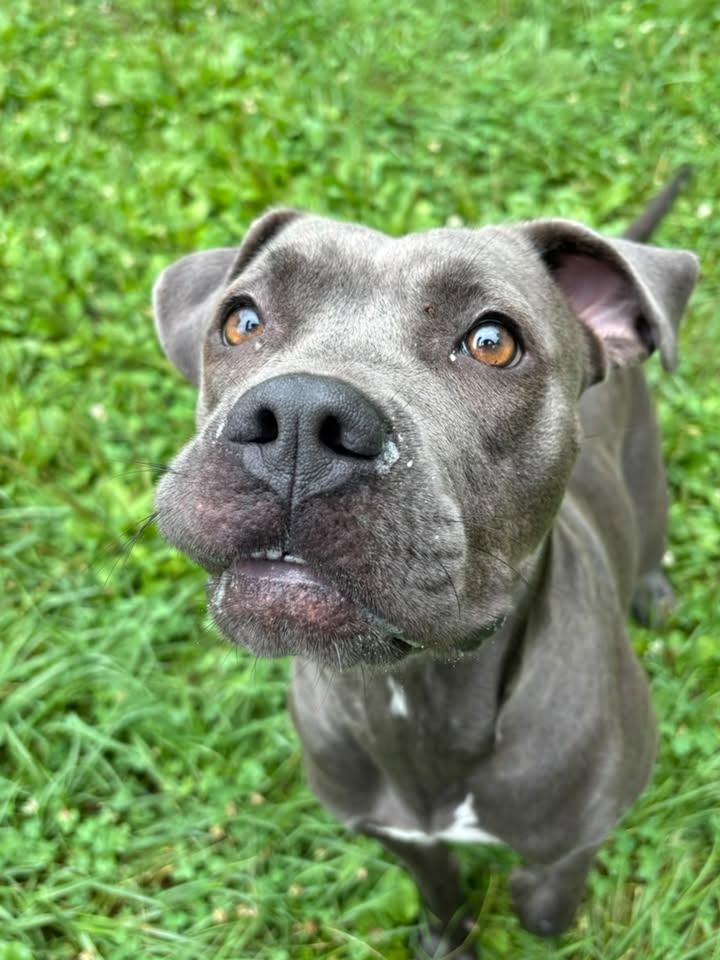 Evee, a ADOPTABLE Pit Bull Terrier in Saint Charles, MO image 2/4