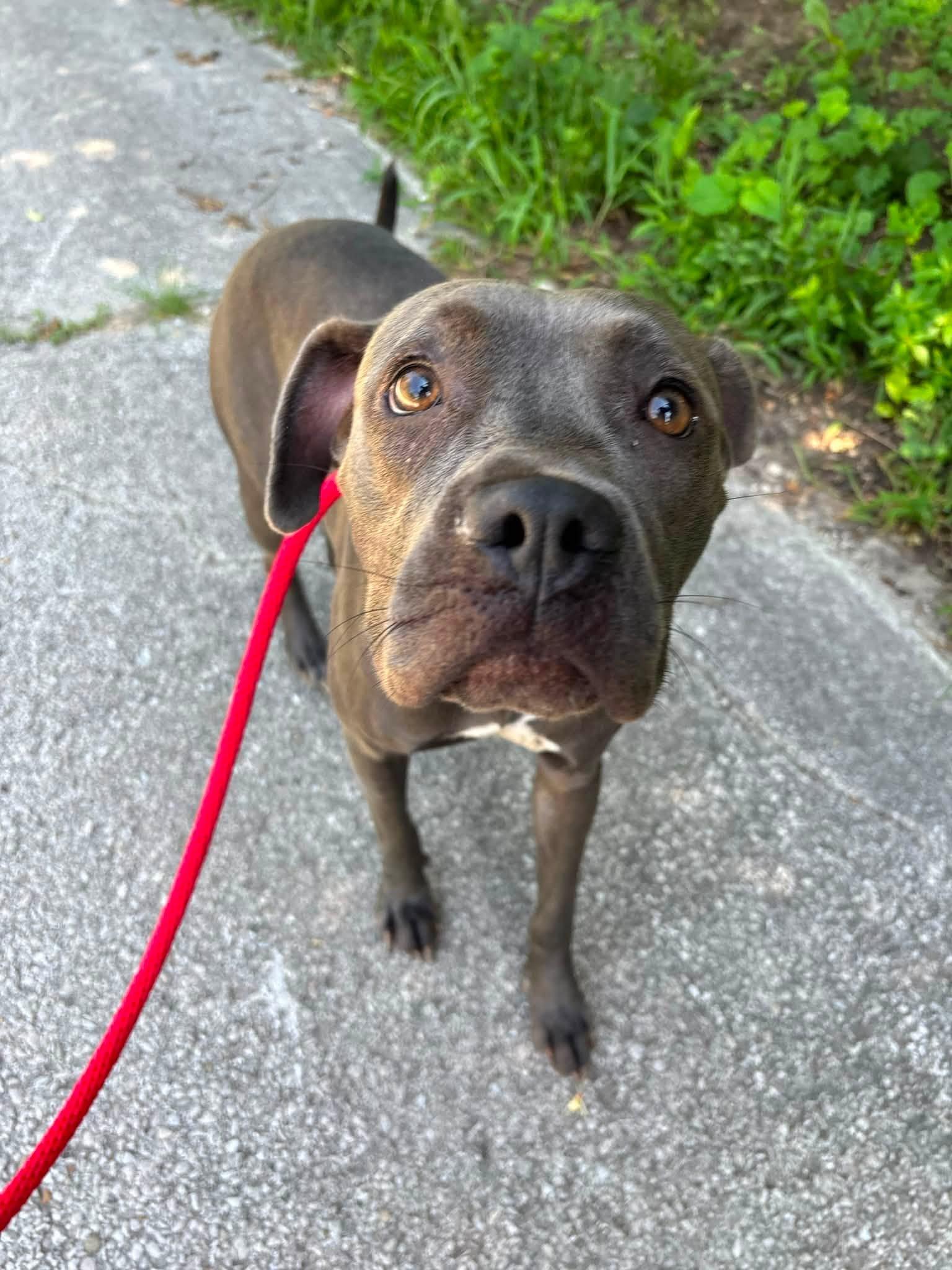 Evee, a ADOPTABLE Pit Bull Terrier in Saint Charles, MO image 1/4