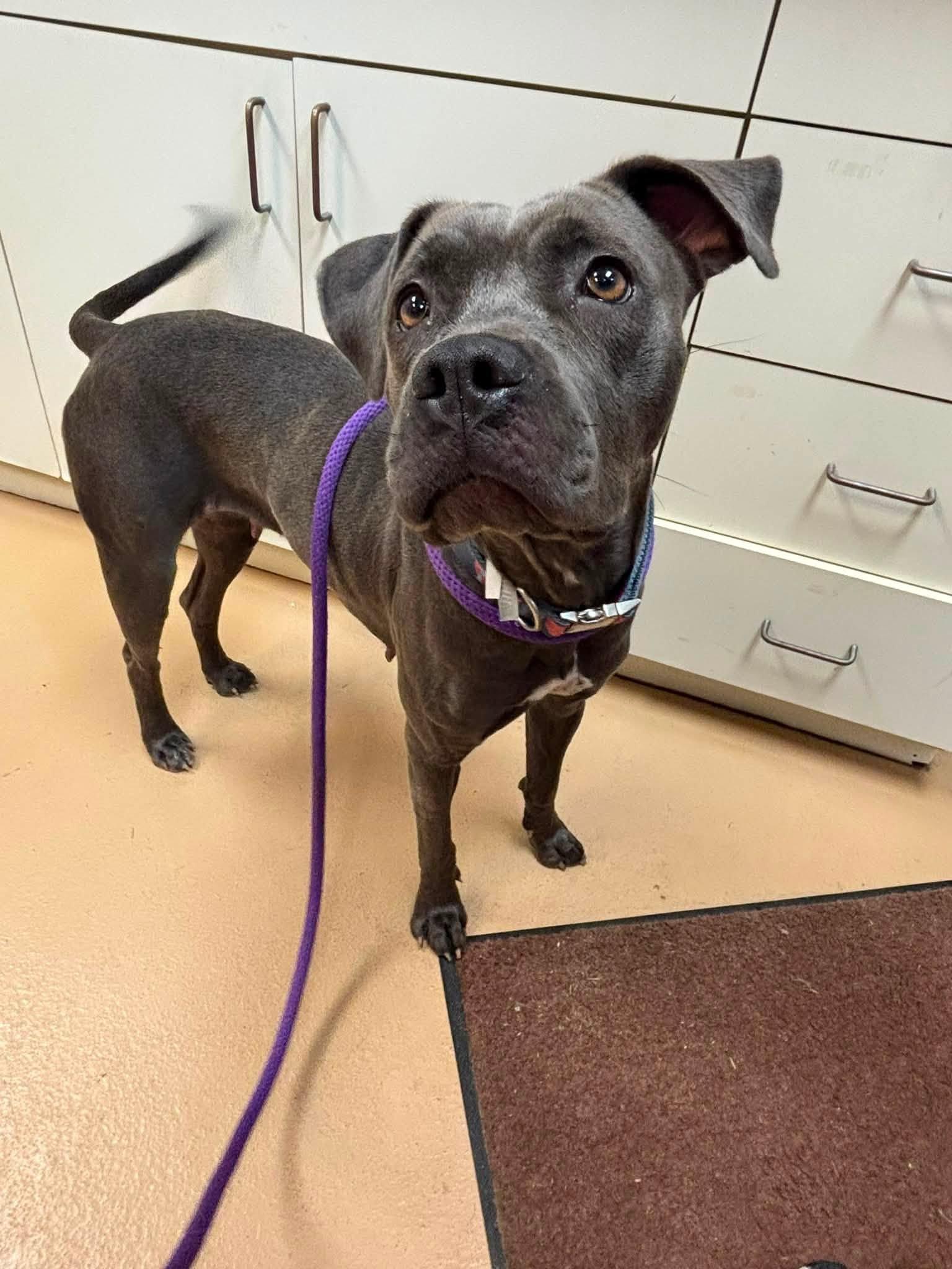 Evee, a ADOPTABLE Pit Bull Terrier in Saint Charles, MO image 4/4