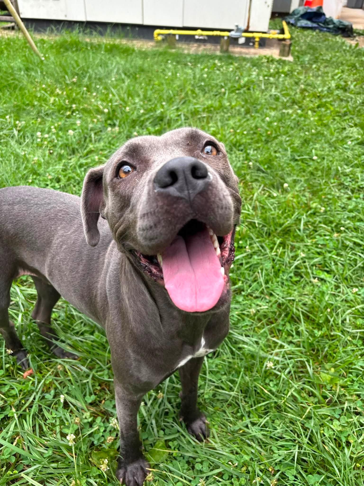 Evee, a ADOPTABLE Pit Bull Terrier in Saint Charles, MO image 3/4