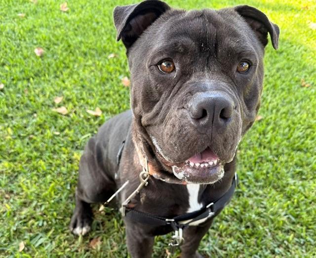 Enlarge Mochi, a ADOPTABLE English Bulldog in Mission Viejo, CA image 2/2