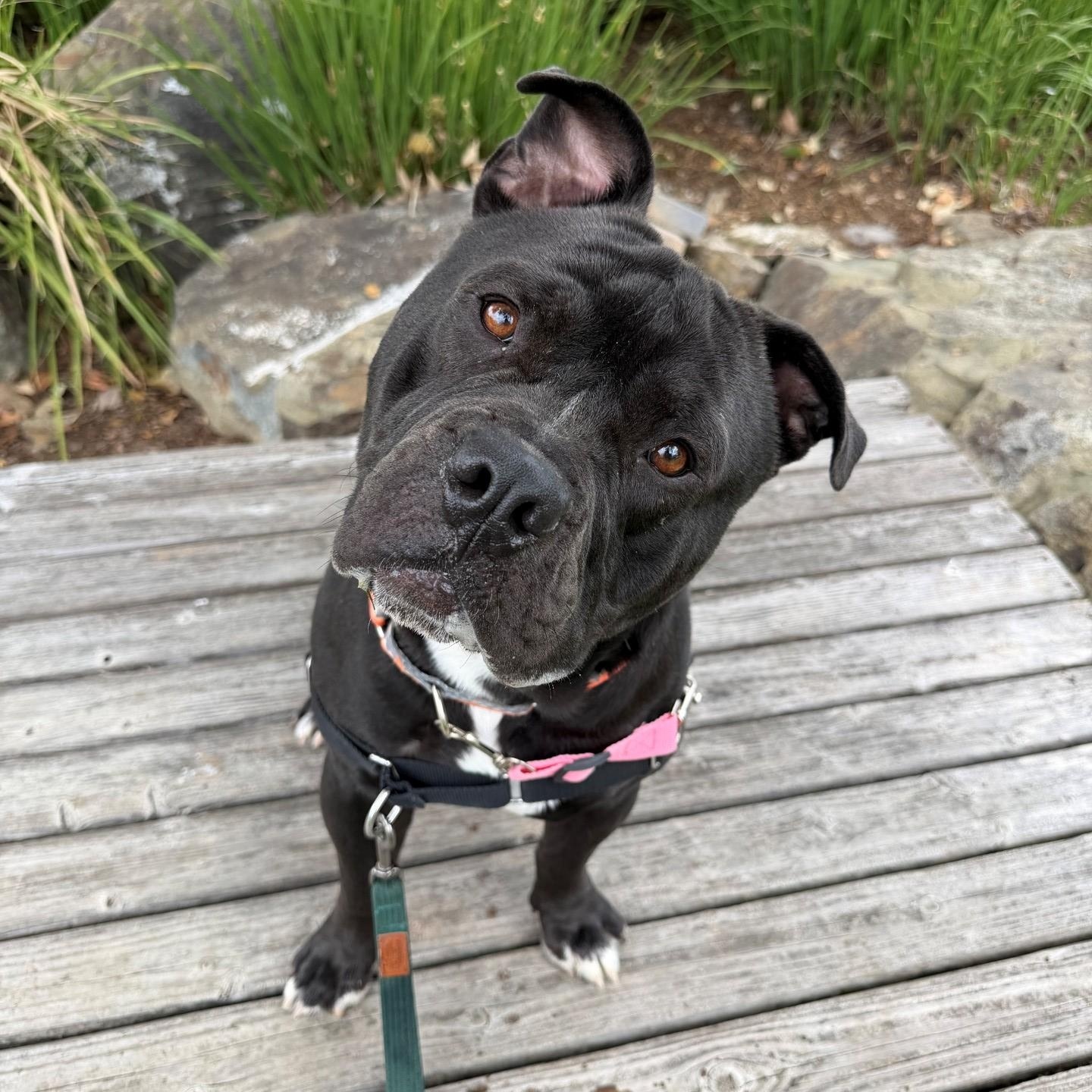 Mochi, ADOPTABLE, Adult Male English Bulldog.
