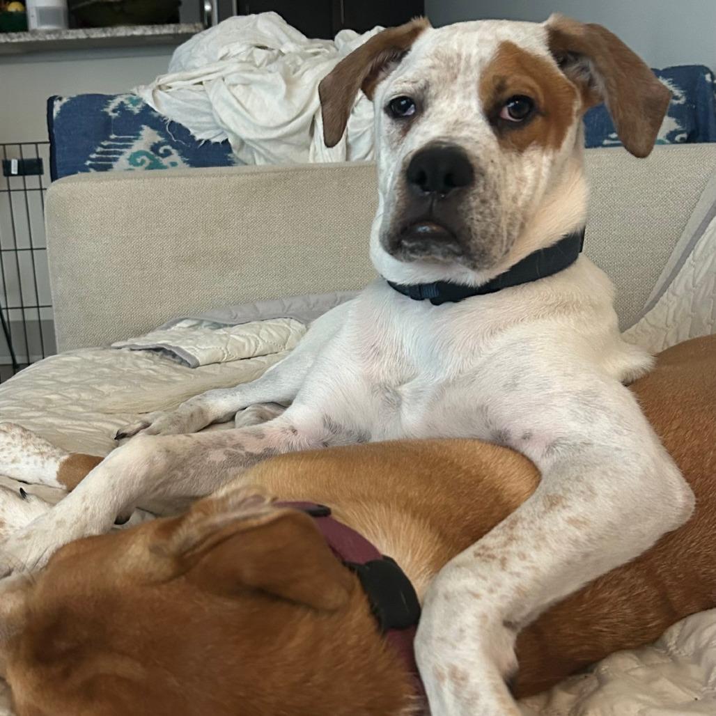 Enlarge Brodie, a Adoptable mixed breed in Austin, TX image 2/6
