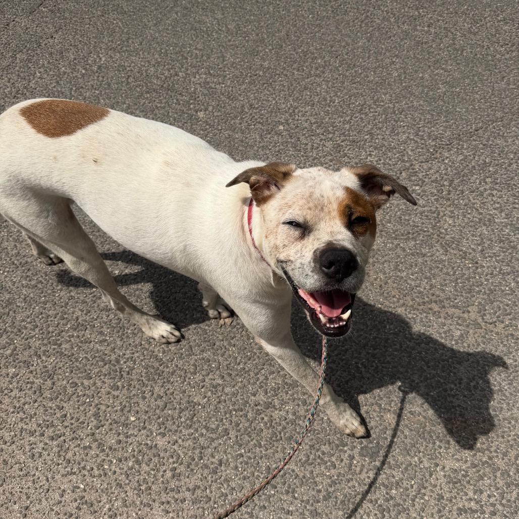 Enlarge Brodie, a Adoptable mixed breed in Austin, TX image 4/6