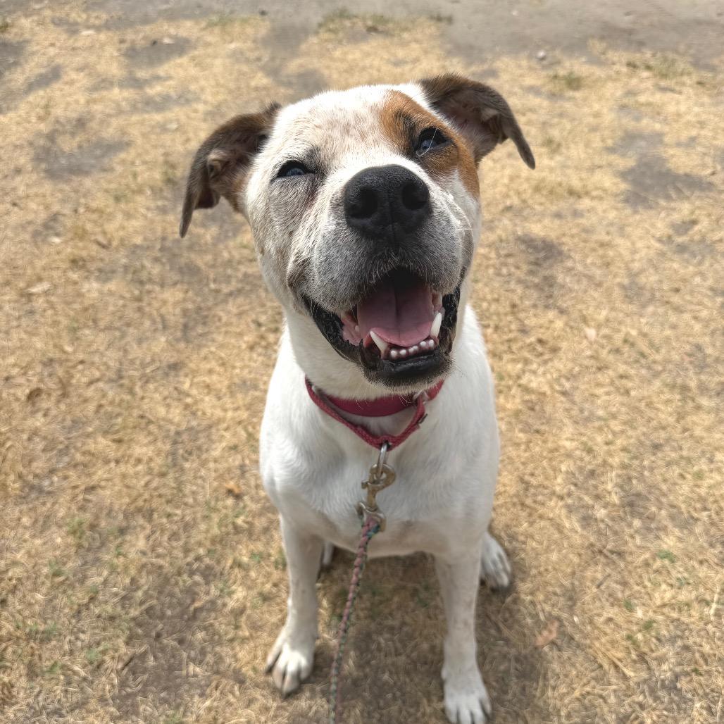 Enlarge Brodie, a Adoptable mixed breed in Austin, TX image 6/6