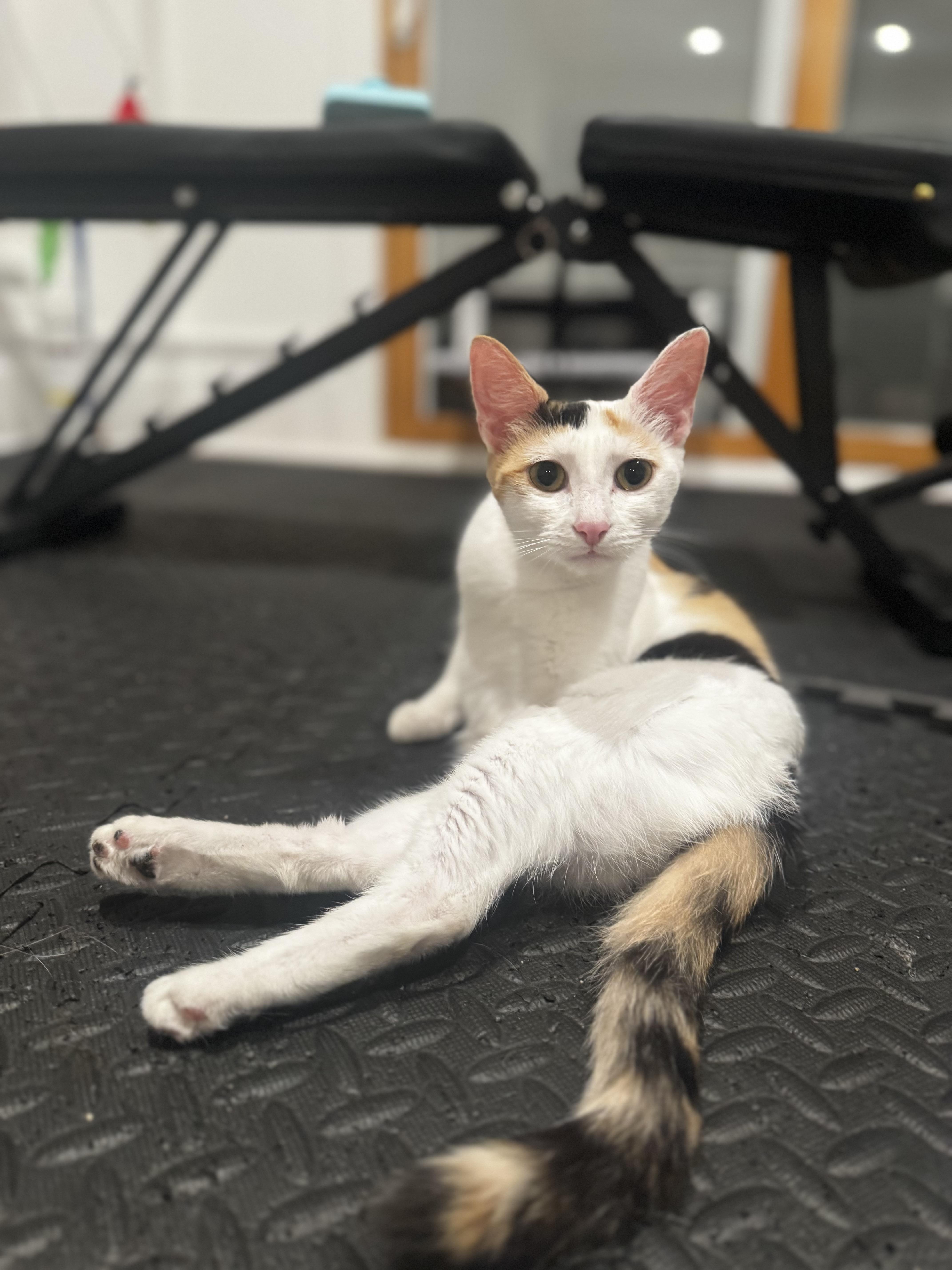 Bailey, Adoptable, Adult Female Domestic Short Hair.