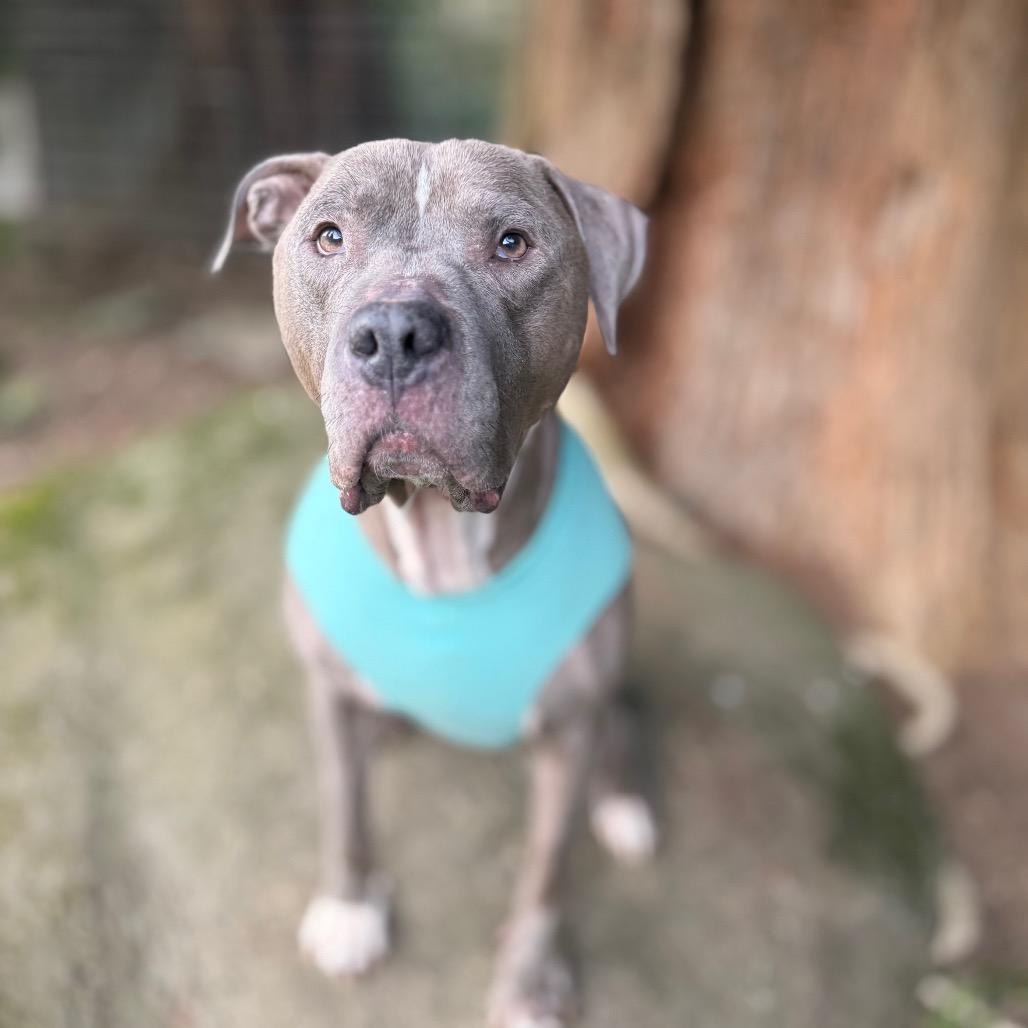 Scooby, Adoptable, Adult Male American Staffordshire Terrier.