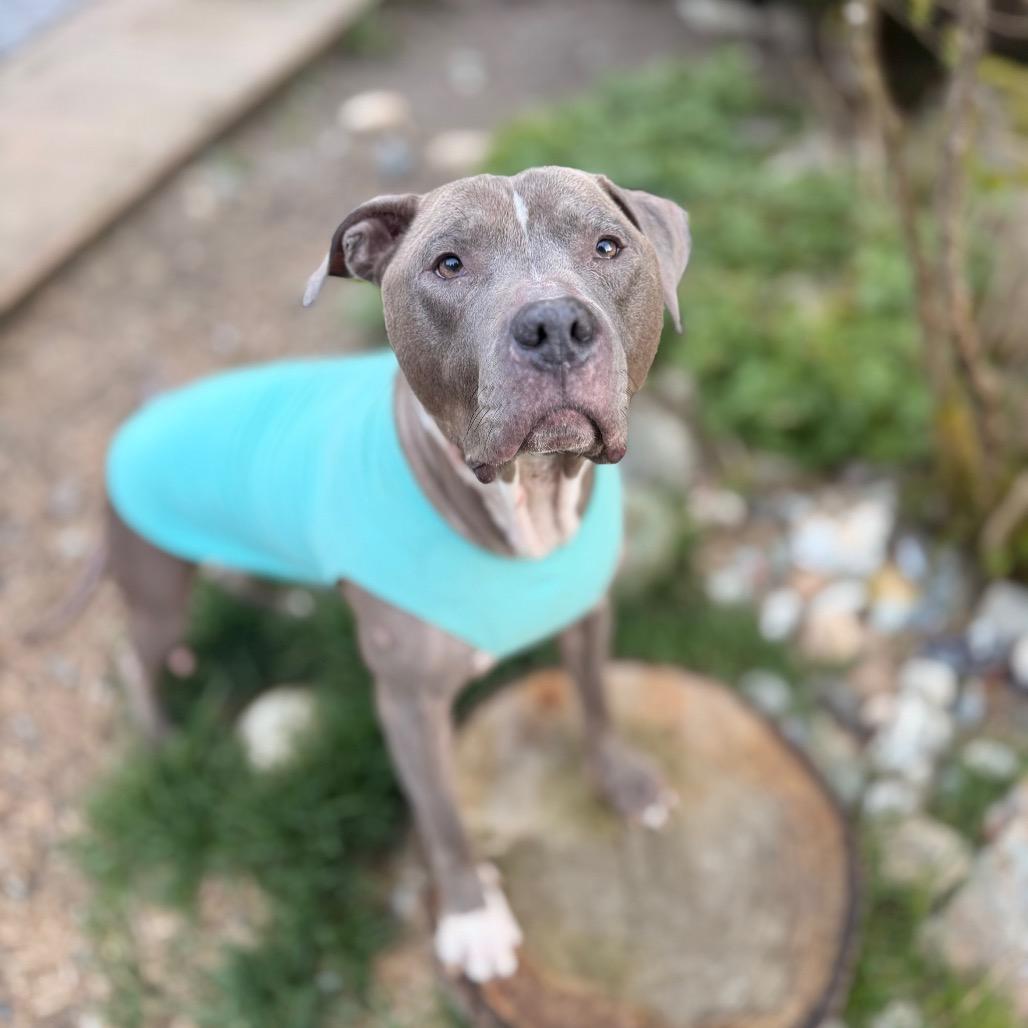 Scooby, Adoptable, Adult Male American Staffordshire Terrier.