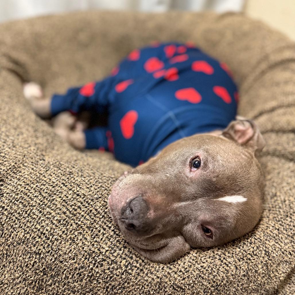 Scooby, Adoptable, Adult Male American Staffordshire Terrier.