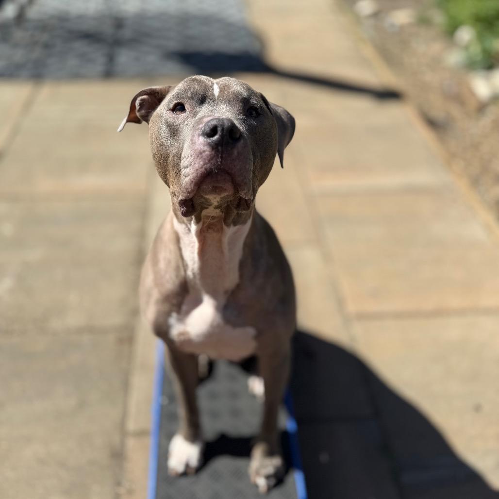 Enlarge Scooby, a Adoptable American Staffordshire Terrier in Bellingham, WA image 3/6