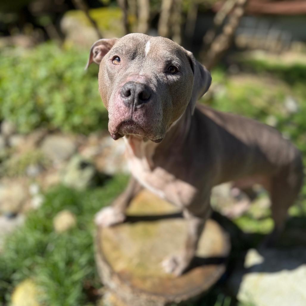 Enlarge Scooby, a Adoptable American Staffordshire Terrier in Bellingham, WA image 4/6