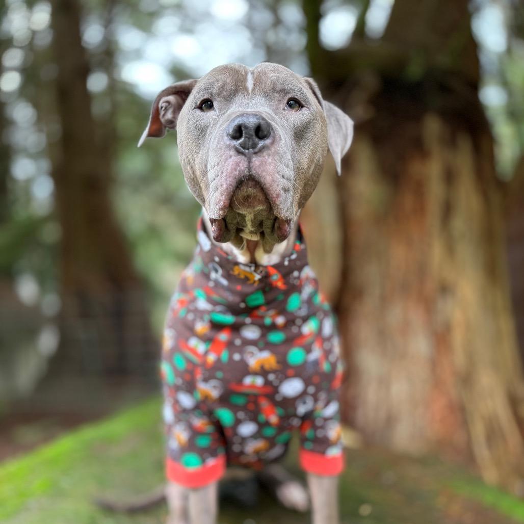 Scooby, a Adoptable American Staffordshire Terrier in Bellingham, WA image 2/6