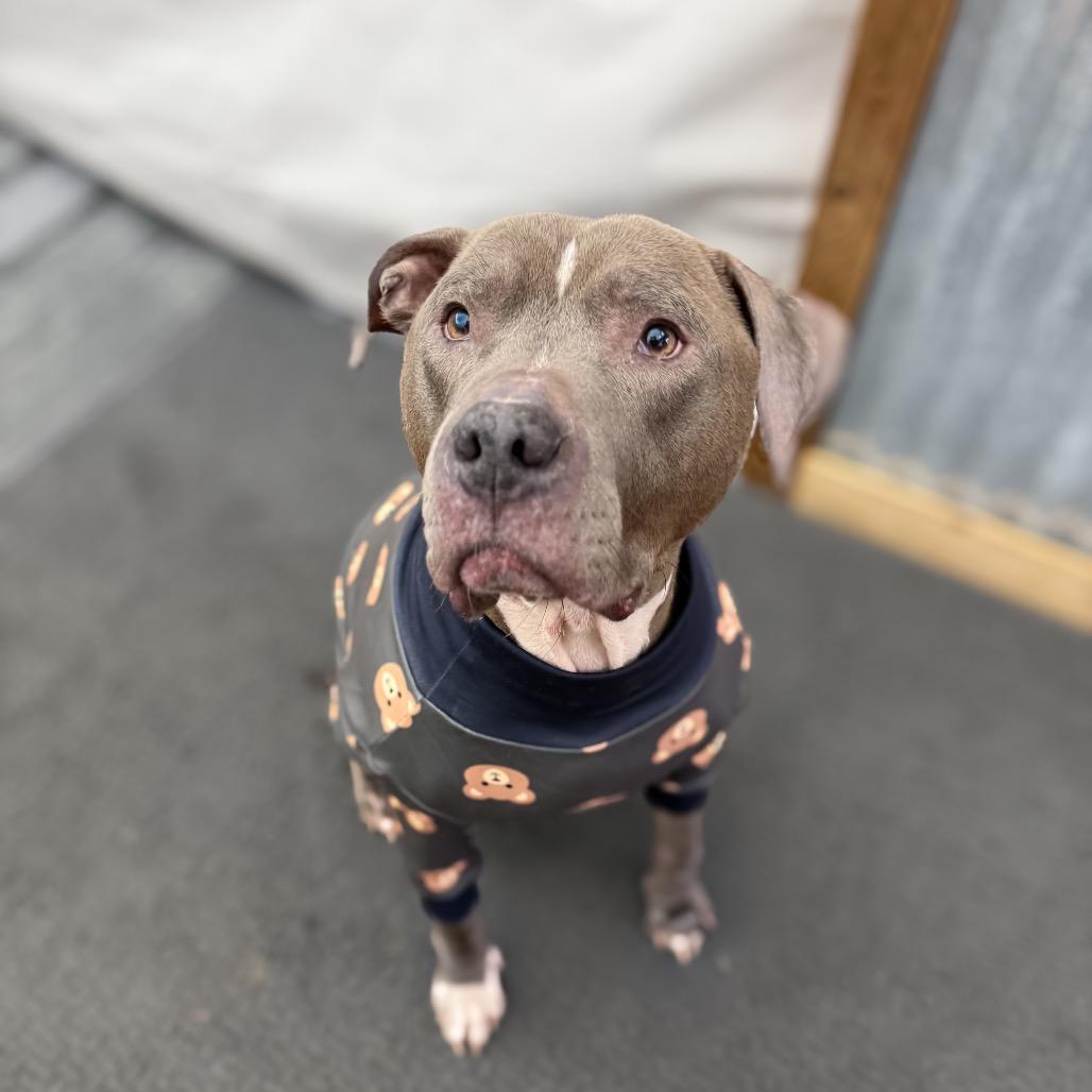 Scooby, a Adoptable American Staffordshire Terrier in Bellingham, WA image 3/6