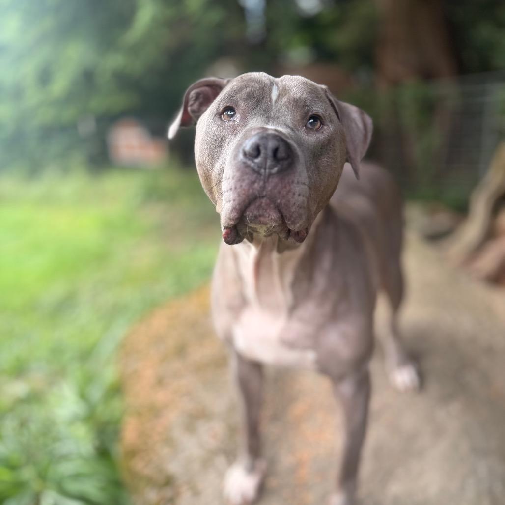 Enlarge Scooby, a Adoptable American Staffordshire Terrier in Bellingham, WA image 5/6