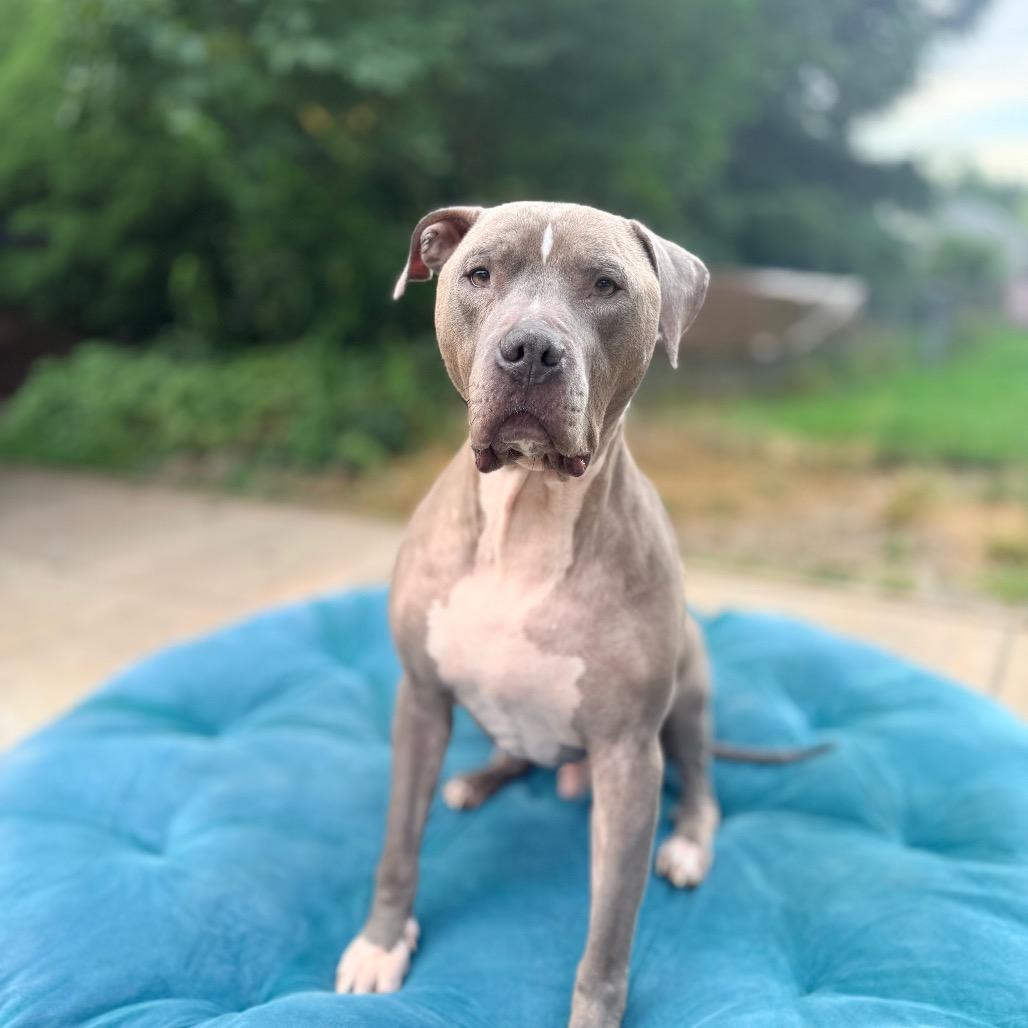 Scooby, a Adoptable American Staffordshire Terrier in Bellingham, WA image 6/6