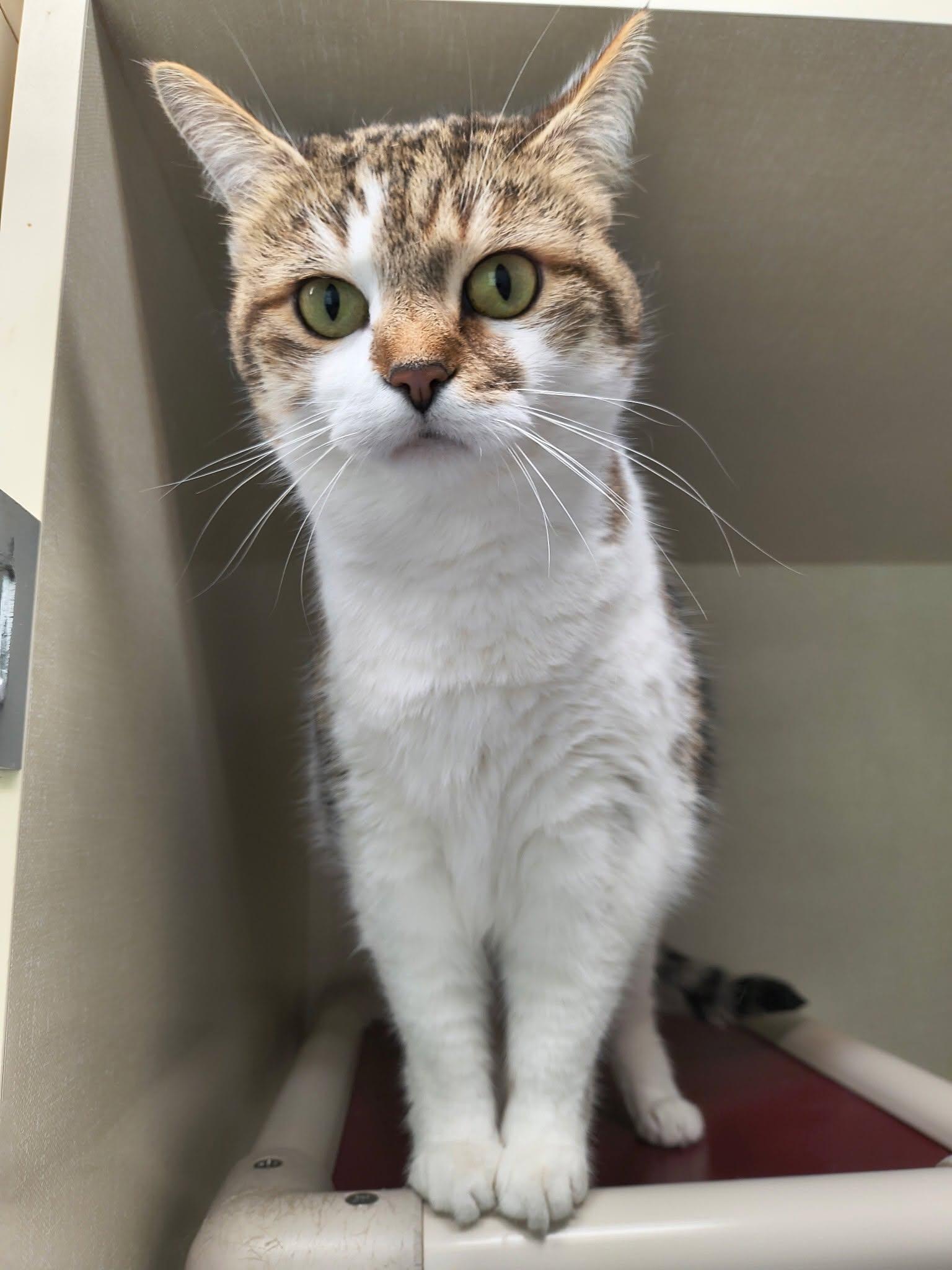 Millie (New), ADOPTABLE, Adult Female Domestic Short Hair.