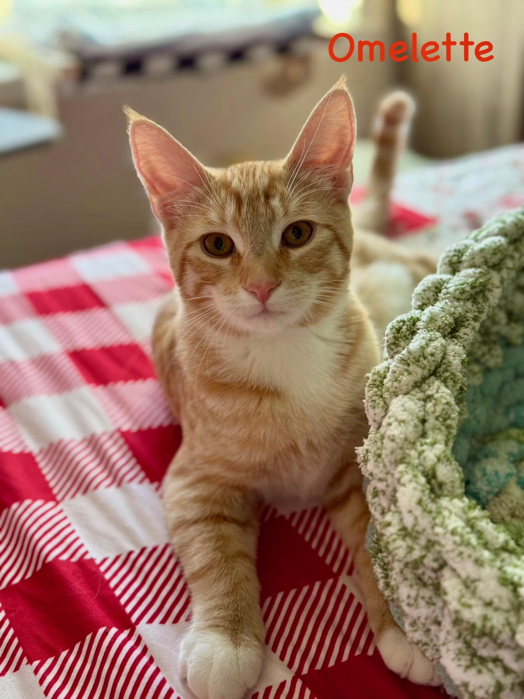 Omelette, Adoptable, Kitten Male Domestic Short Hair.