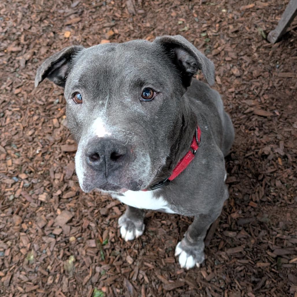 Enlarge Kringle, a Adoptable Pit Bull Terrier in Tacoma, WA image 1/4
